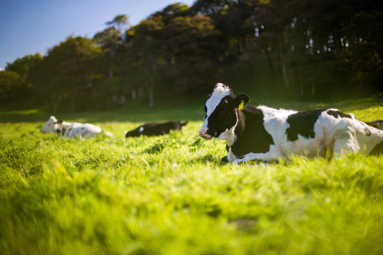 National Dairy Month!